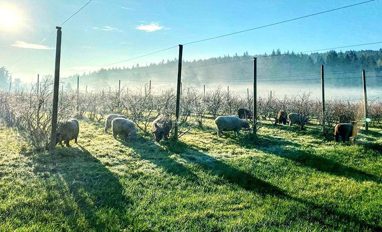 Photo: Yellow Point Farms, Ladysmith, BC, WWOOF host
