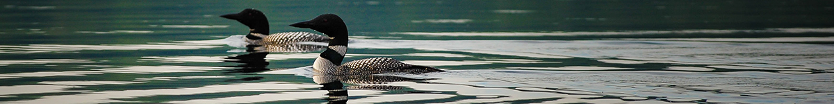 Loons swimming on a lake in Bancroft, Ontario | Photo: Clark Young