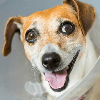 South Burnaby Veterinary Hospital, Burnaby, BC
