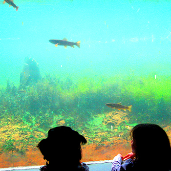 Fluvarium, St John's, NL, photo: Wikimedia Commons