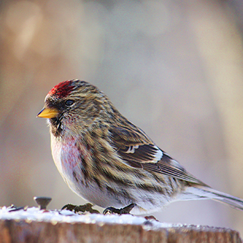 Bird-watching at Fort Whyte Alive, Winnipeg, Manitoba